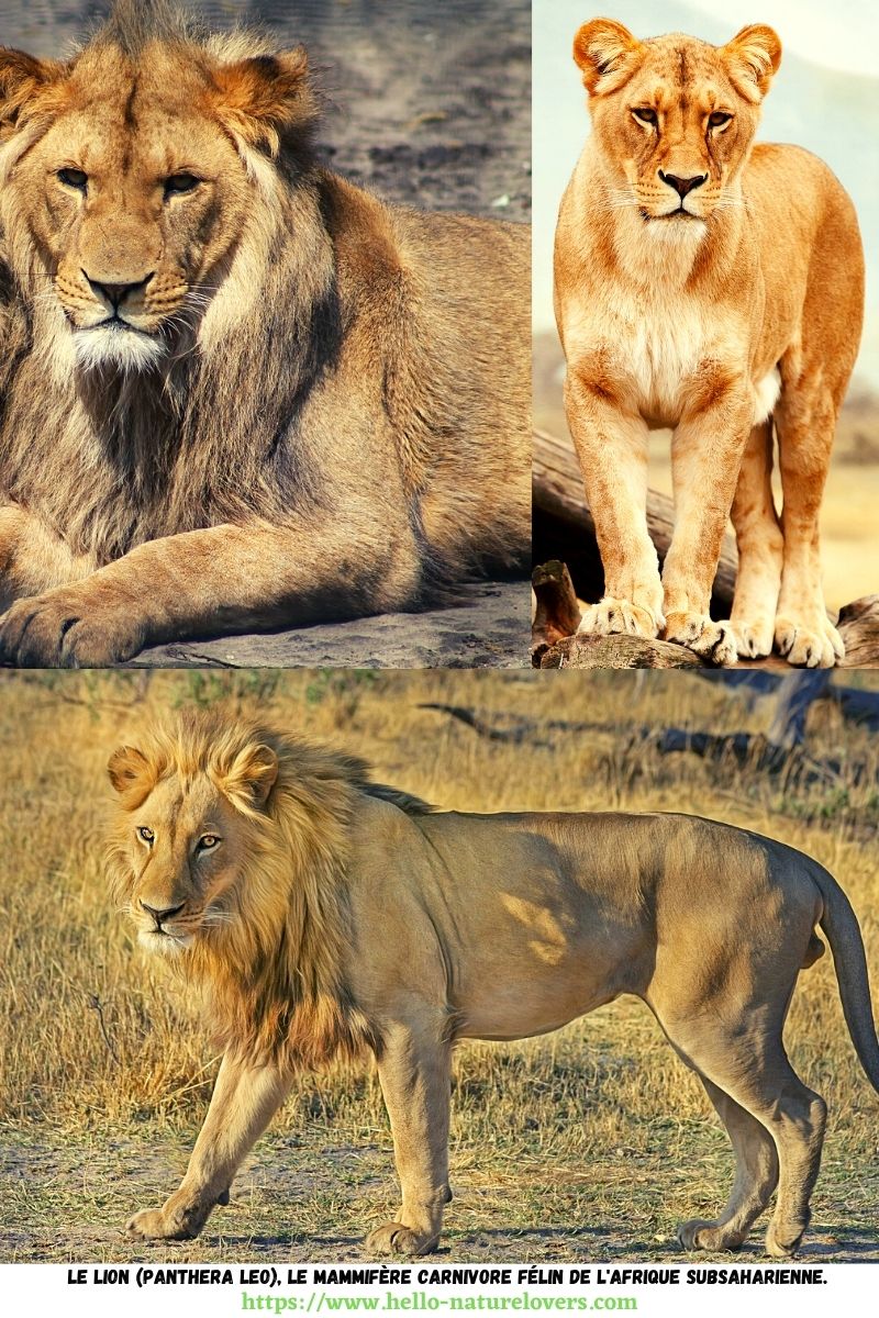 Le lion (Panthera leo), le mammifère carnivore félin de l