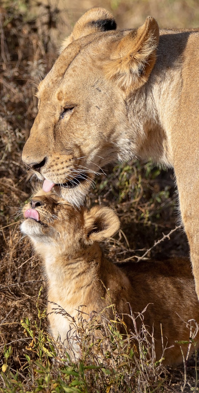 Lioness motherly love.