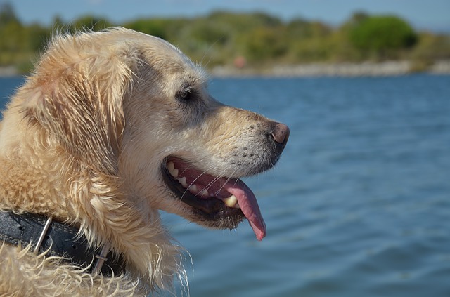 Signs Your Dog May Be Overheated