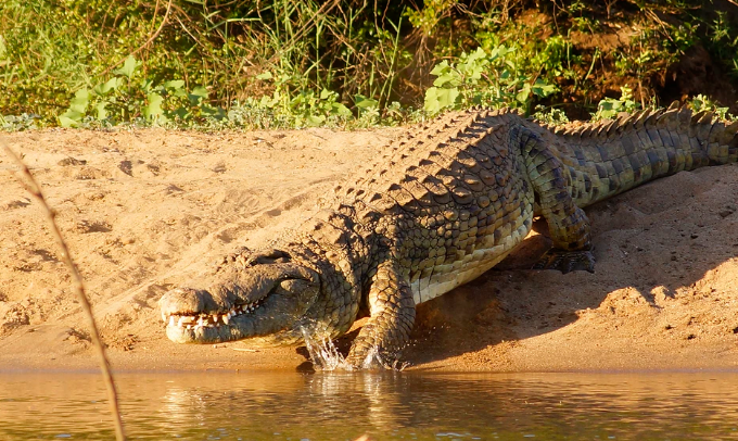 Ternyata Ini Arti Melihat Buaya Masuk Ke Sungai Yang Sebenarnya - Tabir  Dakwah
