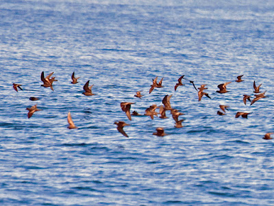 Least and Black Storm-Petrel flight identification