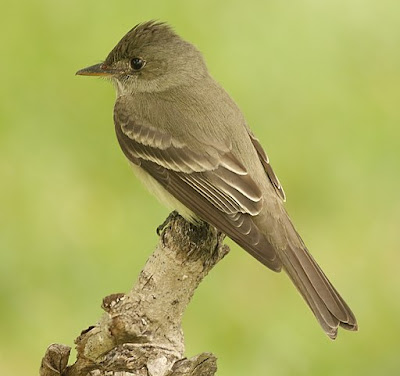 Photo of Eastern Wood-Pewee