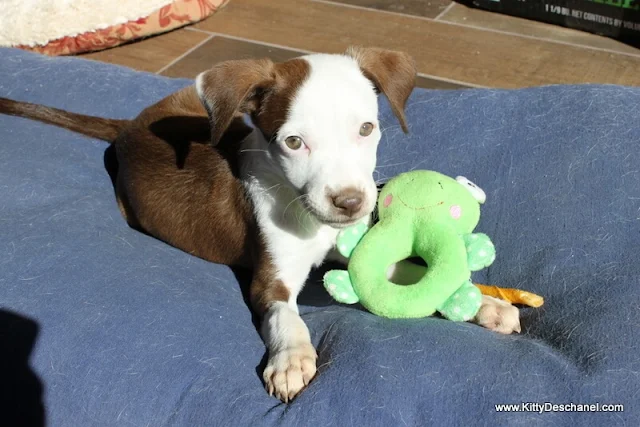 Australian Shepherd puppy