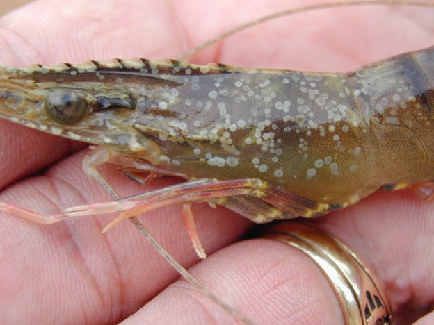 White Spot Syndrome Pada Udang dan Cara Mengatasinya White Spot Syndrome Pada Udang dan Cara Mengatasinya