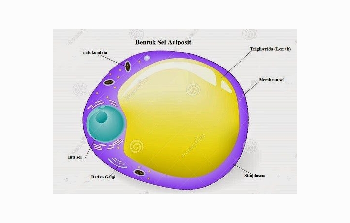 Sel Adiposa Lemak Pengertian Struktur Fungsi