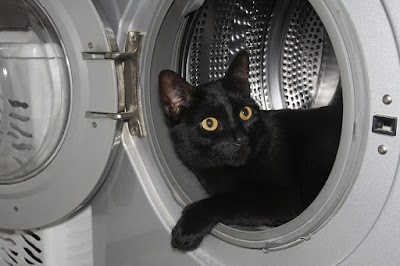 alt="gato dentro de la lavadora"