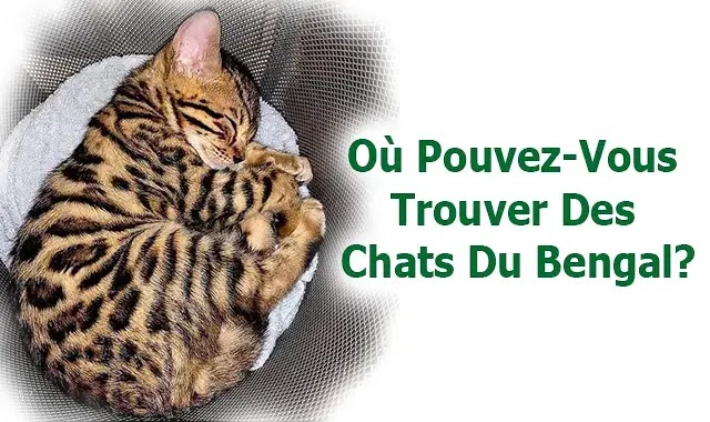 Où Pouvez-Vous Trouver Des Chats Du Bengal?