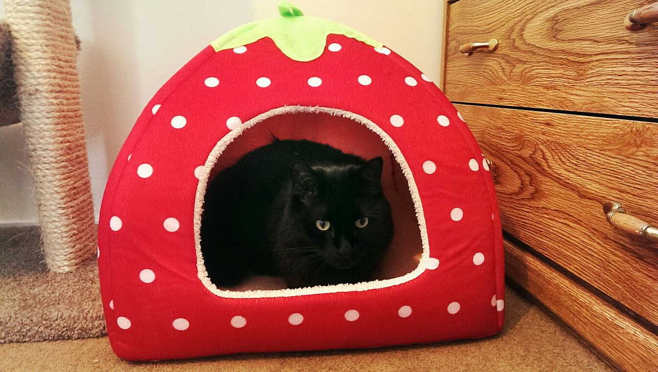 Image result for cat strawberry house