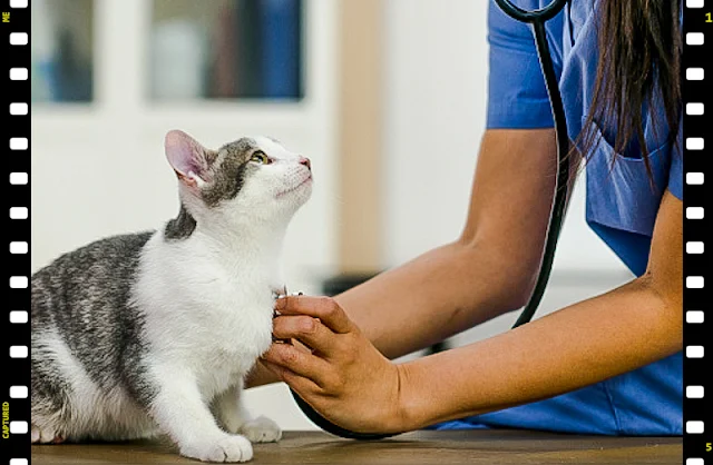 Pets overwhelm vets in the UK?
