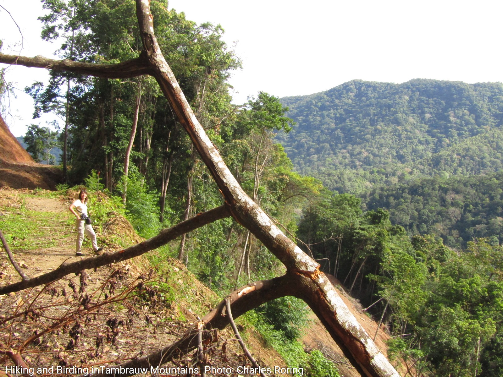 Snorkeling and Wildlife Tour: Birding and Snorkeling in Tambrauw Regency