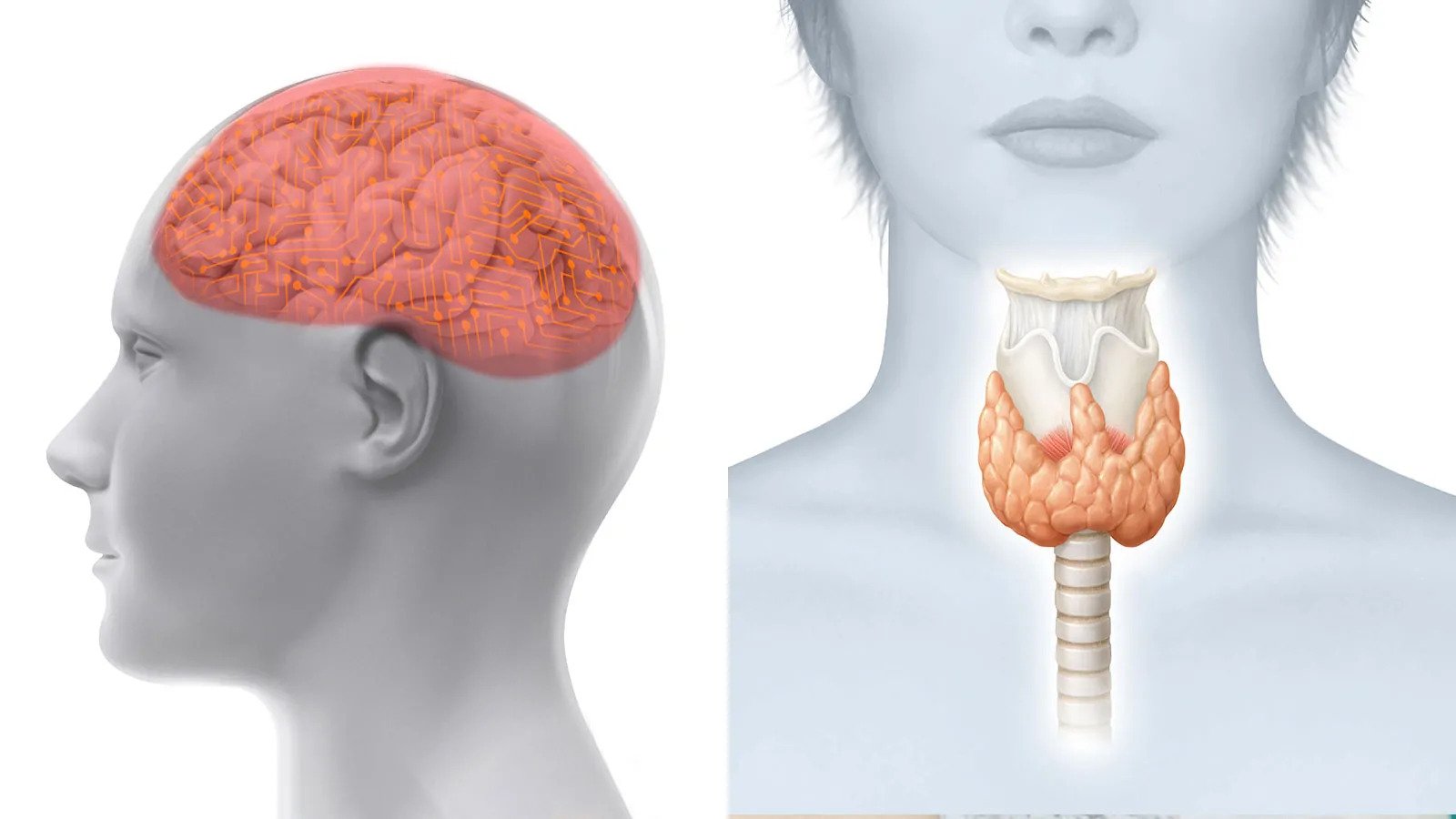 щитовидка в голове