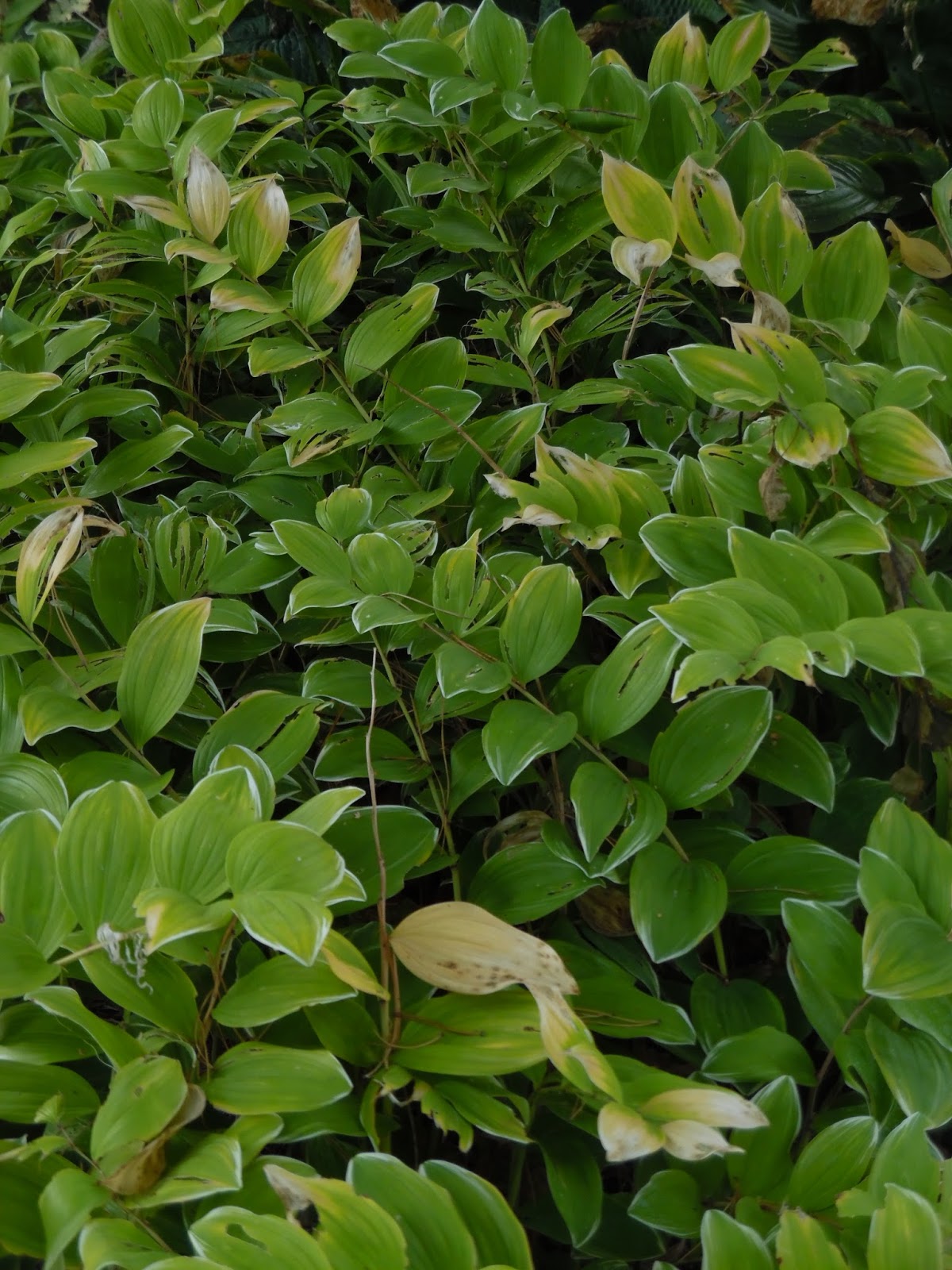 Ogród Tamaryszka KOKORYCZKA WONNA