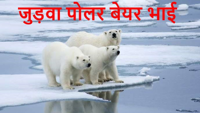 judwa-polar-bear-bhai