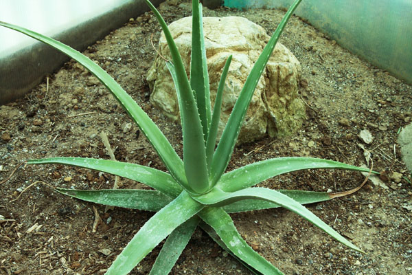 Retete cu aloe vera pentru reumatism