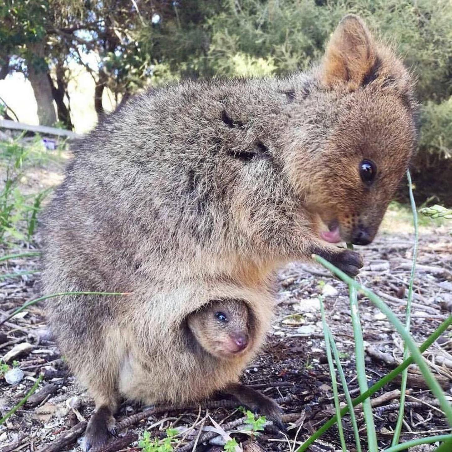 ANIMALS TIME The 10 cutest quokkas pics (las 10 fotos más tiernas de