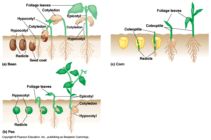 Perkecambahan Catatan Biologi perkecambahan-catatan-biologi