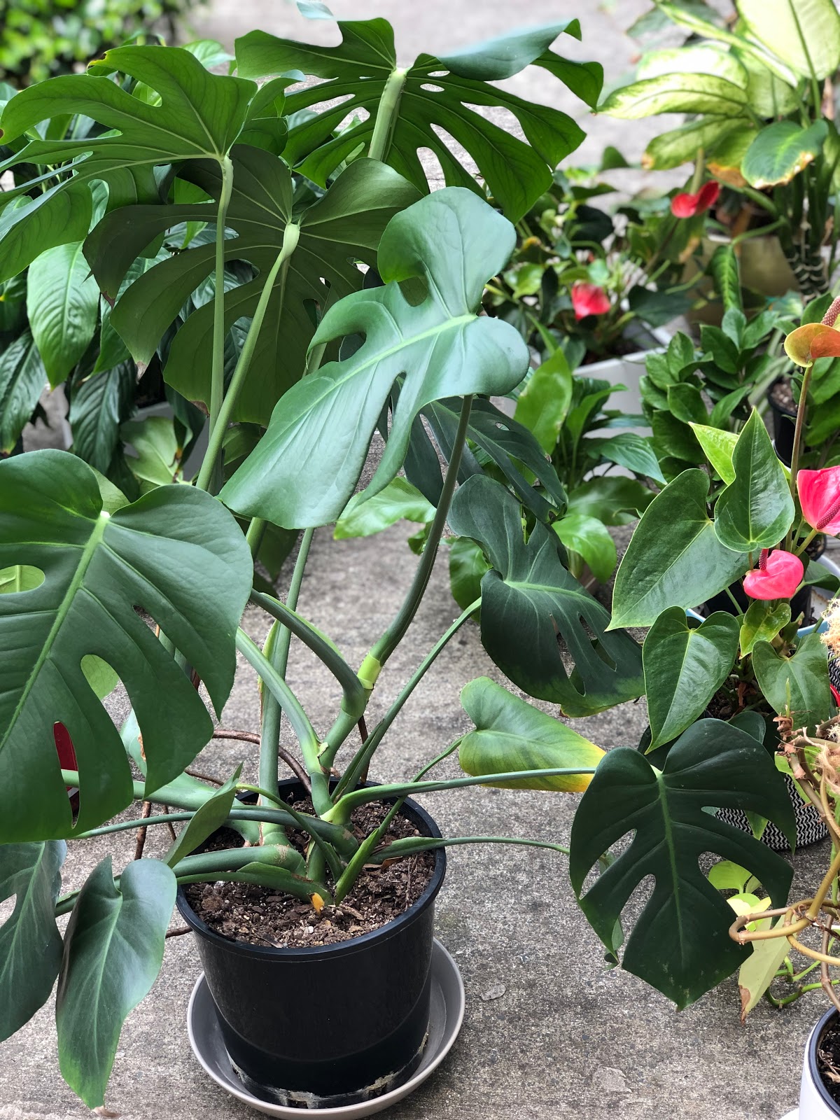 How to Repot Indoor Plants? LIPS n BERRIES