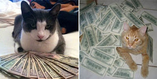 Tumblr - CashCats gatos dinheiro