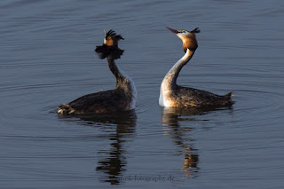 Haubentaucher Balz Naturfotografie Wildlifefotografie Meerbruchswiesen Steinhuder Meer