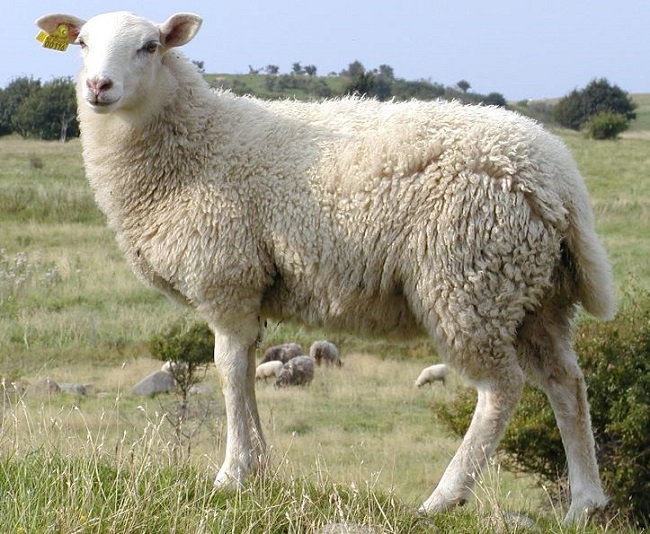 Cotton VS Wool Which one is more comfortable? Textile Apex