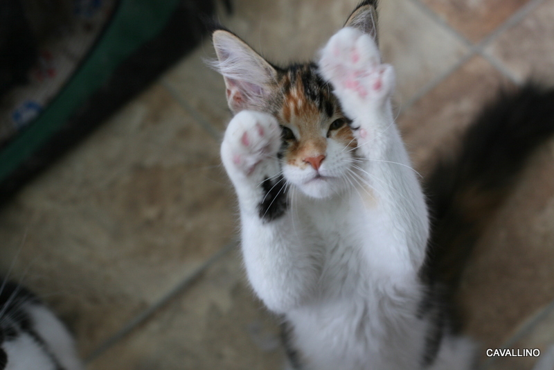 Cavallino 猫 ねこ ネコ 踊り踊るなら 子猫通信