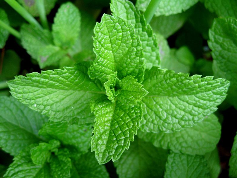 are peppermint plants safe for dogs