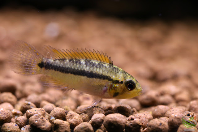 Apistogramma luelingi / Rio Apere