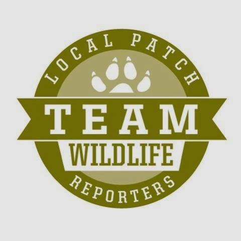 Local Patch reporter