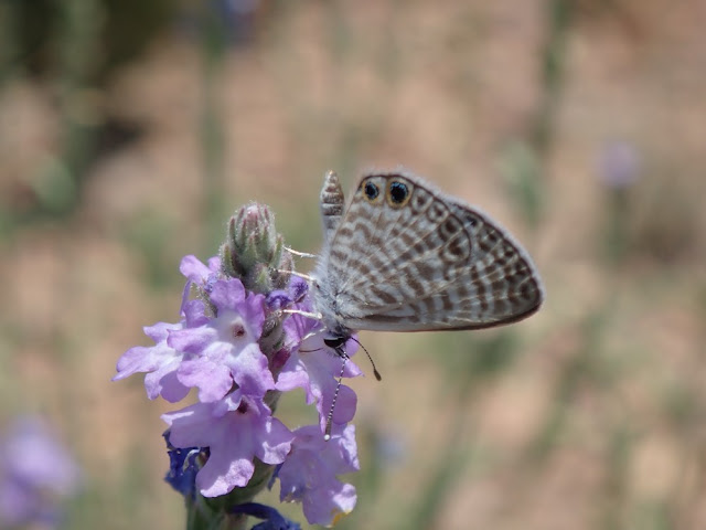 Leptotes marina Leptotes marina