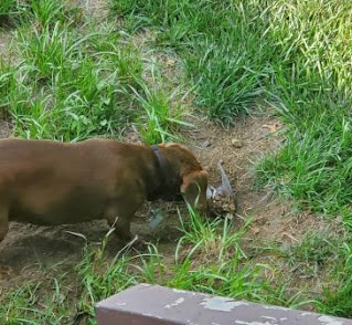 Picture of dog burying a bird