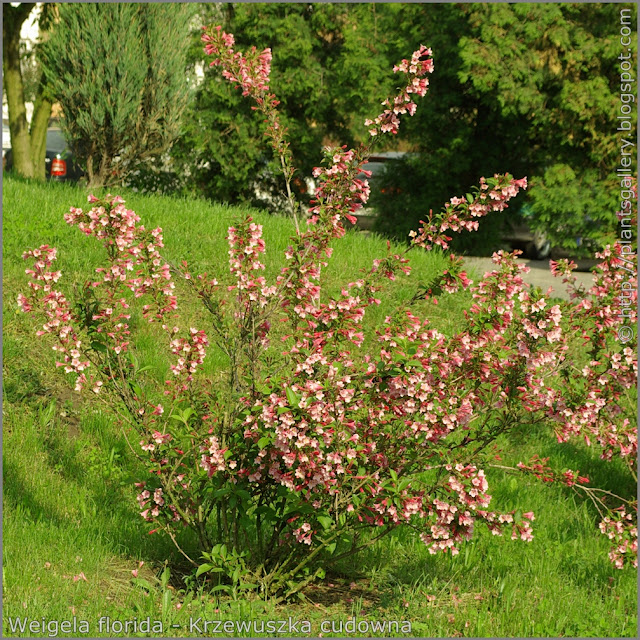 Weigela florida habit - Krzewuszka cudowna pokrój