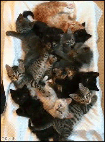 Cute Kitten GIF • Cuteness overload. Large pile of cute kitties chilling and playing together Cute Kitten GIF • Cuteness overload. Large pile of cute kitties chilling and playing together