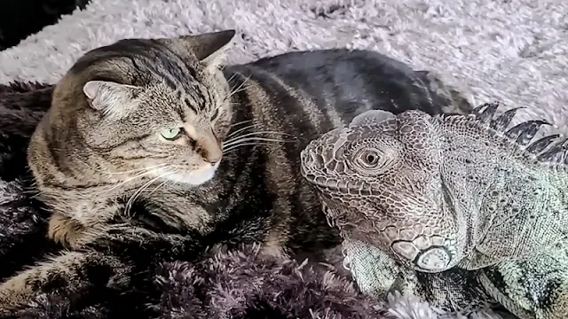 Lizard proposes to cat buddy and wants sex. She does not understand.