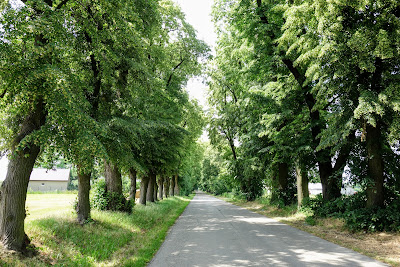 Pośród lip