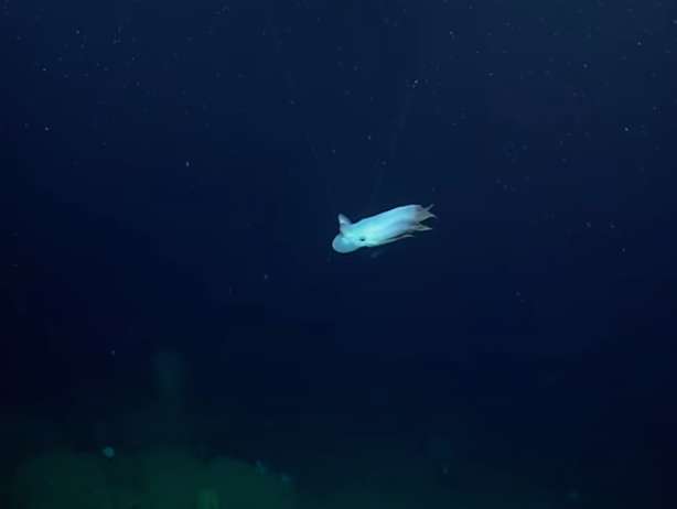 Scientists capture photos of deep-sea ‘ghost’