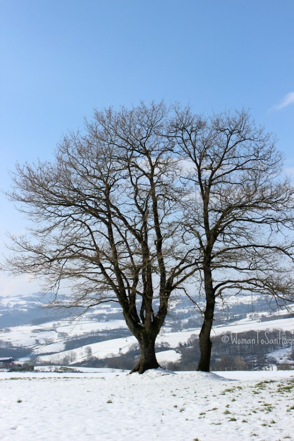 foto del bosque nevado