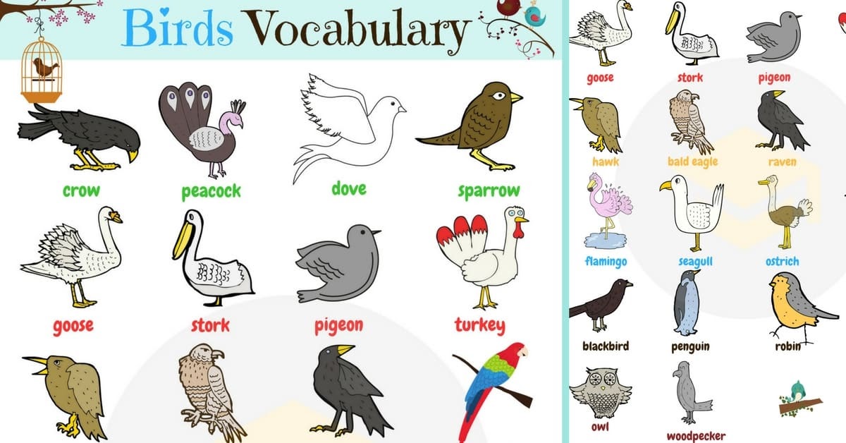 5 Letter Bird Names Thankyou Letter