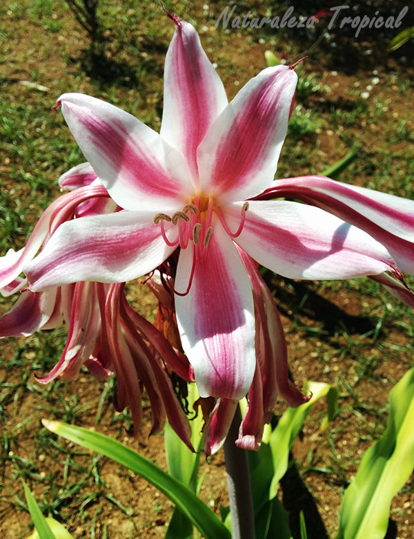 Flor de una especie tropical del género Crinum