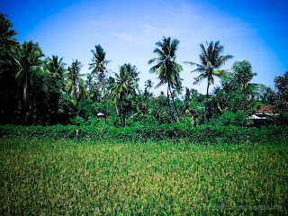 Fresh Atmosphere In The Rice Fields On A Sunny Day In The Rainy Season At Ringdikit Village, North Bali, Indonesia