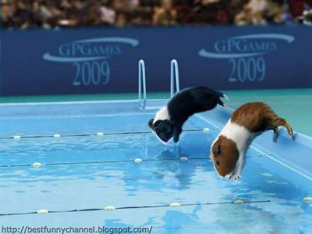 Guinea pigs swimming.