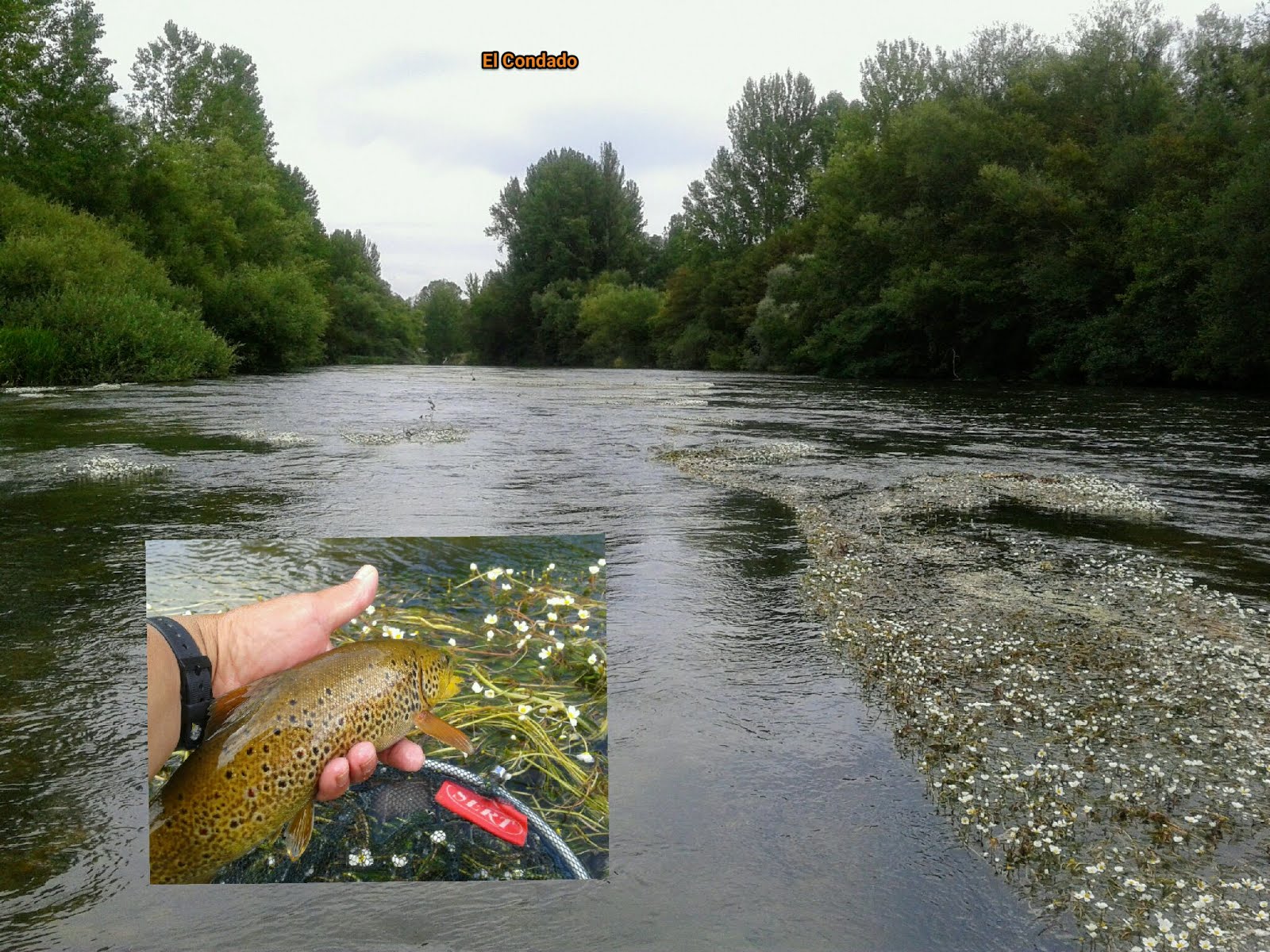 HISTORIA DE UN DÍA DE PESCA EN EL CONDADO II, RÍO PORMA  (hacer clik)