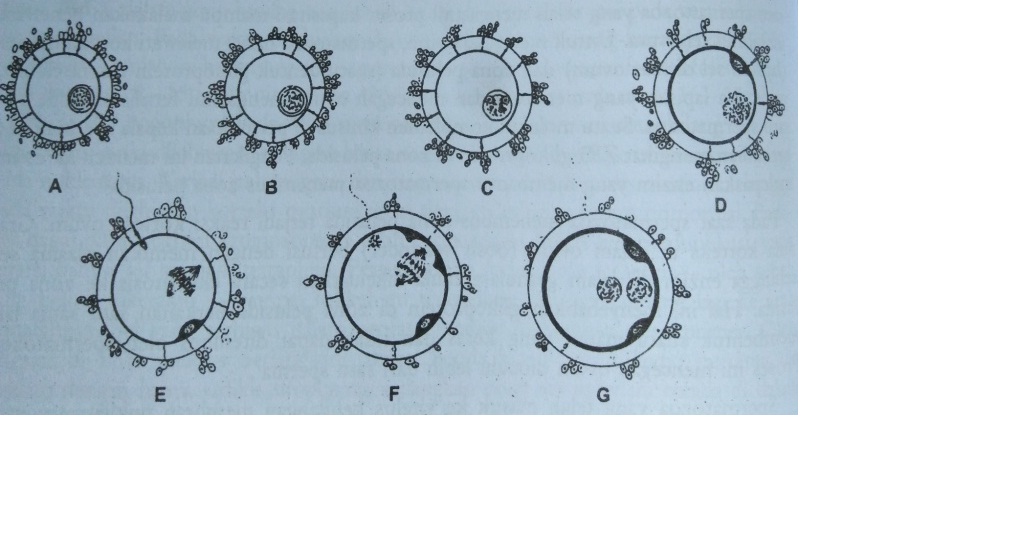 Oleh spermatozoa ovum pada manusia terjadi di pembuahan Proses Pembuahan