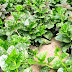 Σπανάκι: καλλιέργεια, συγκομιδή και συντήρηση