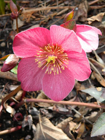 Helleborus x hybridus Anna's Red hellebore spring bloom by garden muses-not another Toronto gardening blog