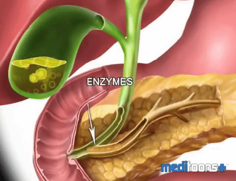 El Rincón del Pequeprofe: The digestive system