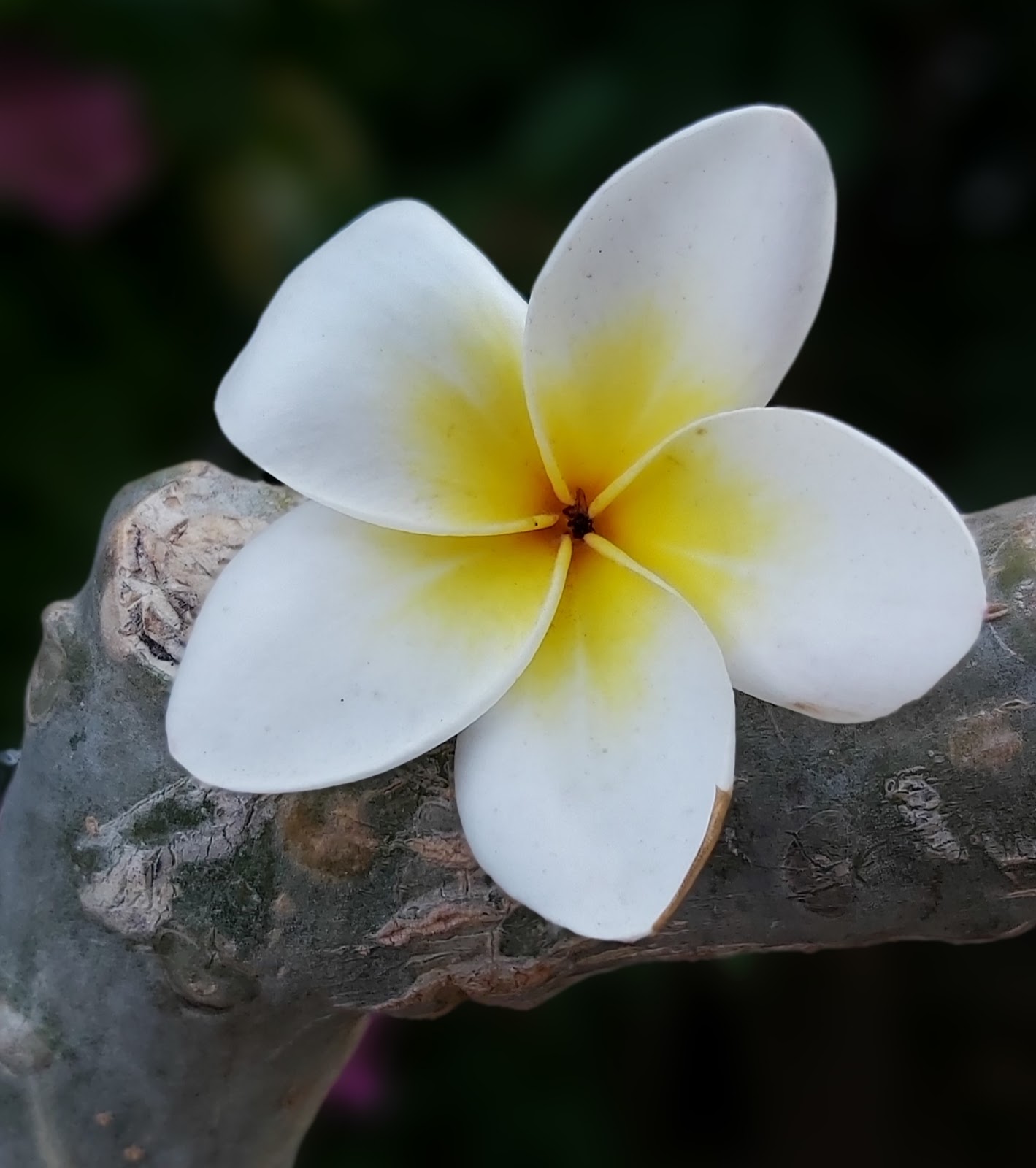 Jaipur Garden Plumeria Blooming season
