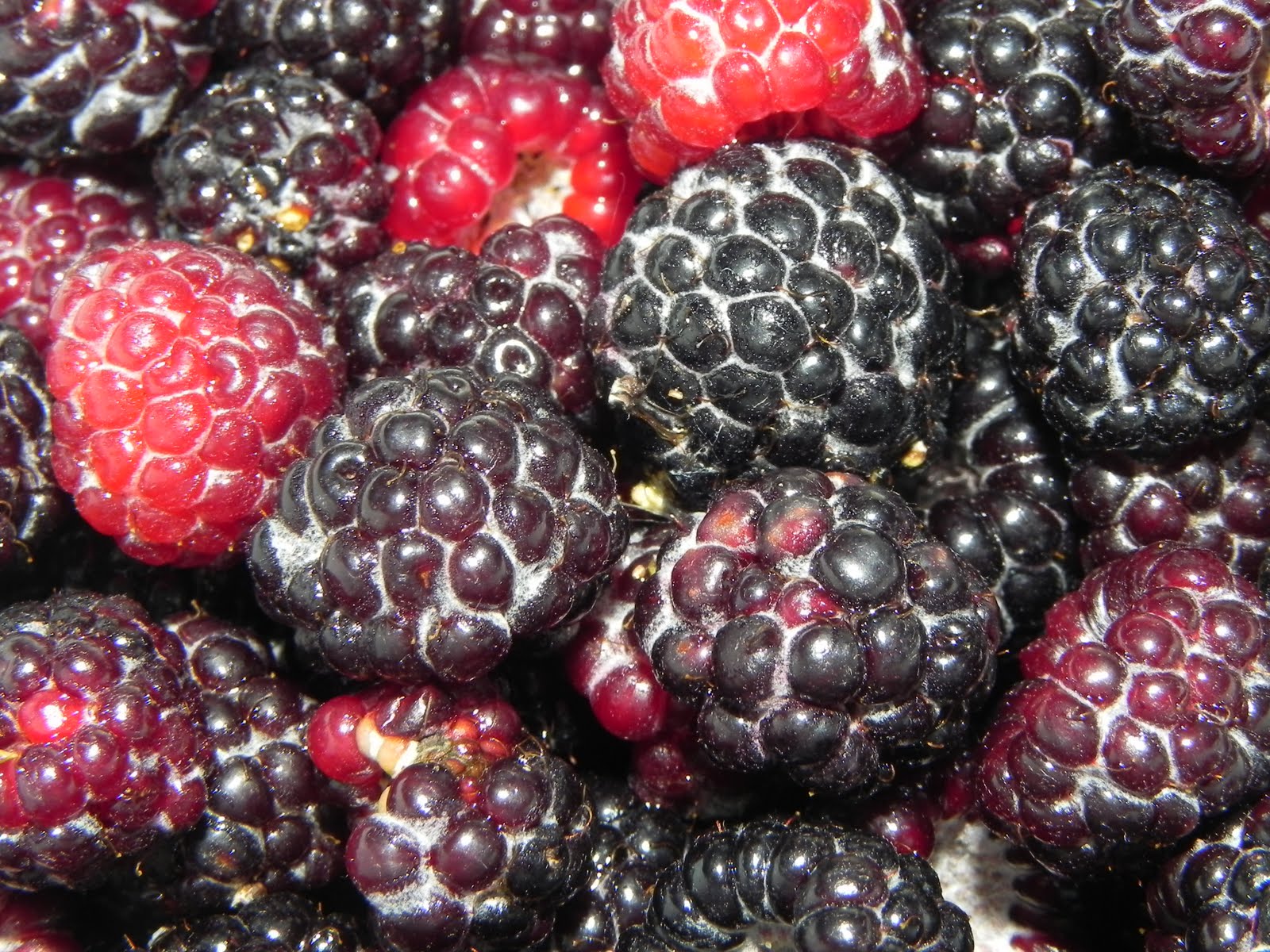 Flexitarian Writer Black Raspberries & Urban Foraging