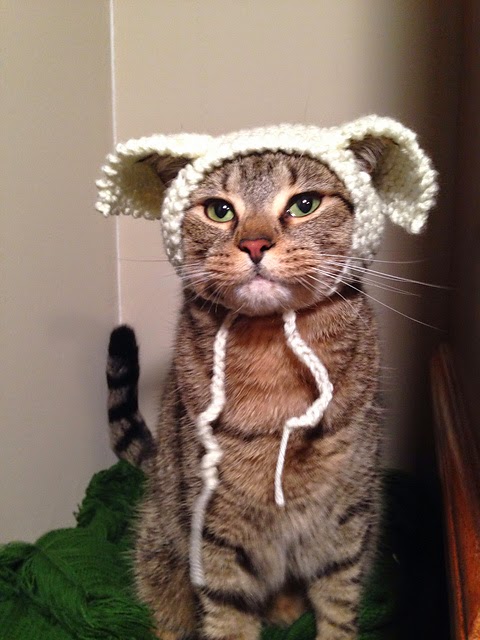 Cat Hats For Cats Cat Hats For Cats