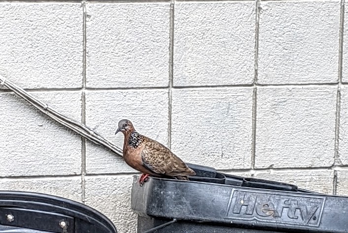 Pigeon Pigeon