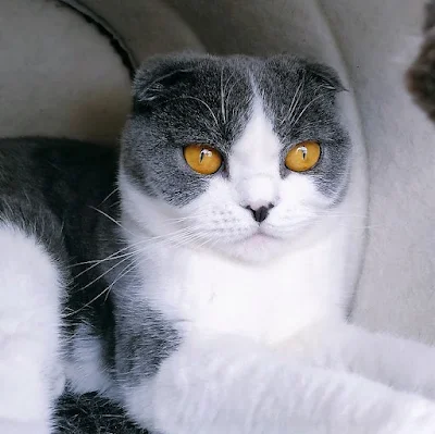 Gray and white cat
